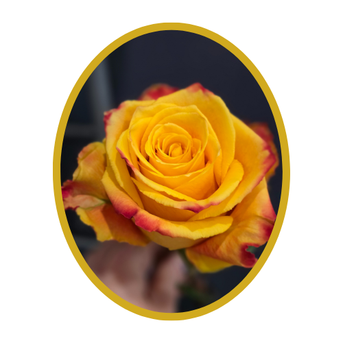 Rose “Silantoï”