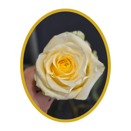 Rose “Crème de la crème”