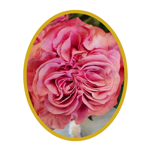 Rose “COUNTRY BLUES”