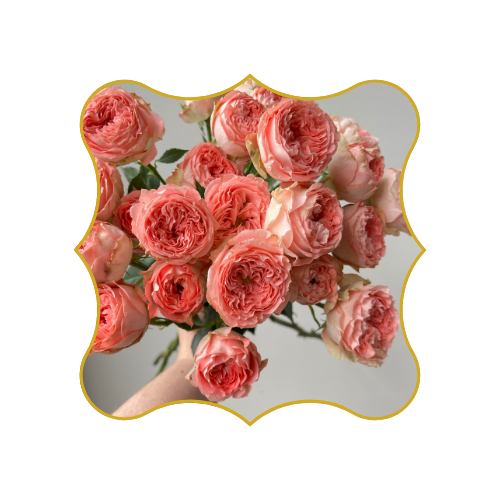 ⎖ Nos Roses d'Équateur