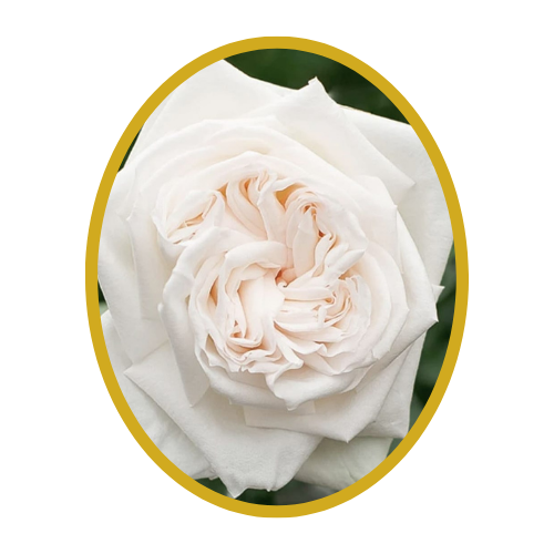 Rose “WHITE O’HARA”