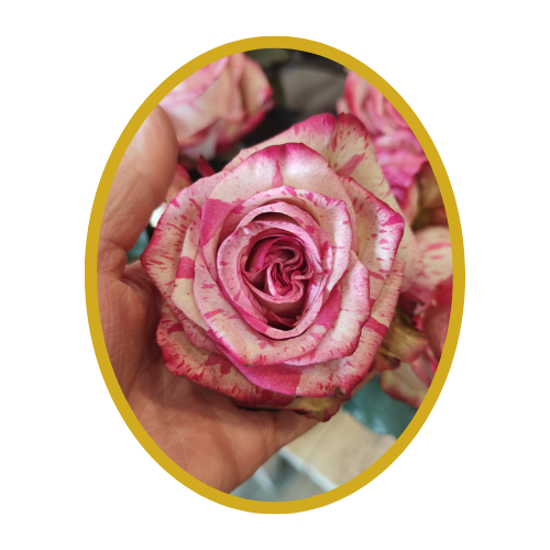 Rose “magic times”