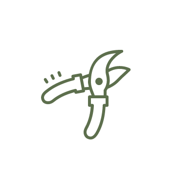 Nos Roses d'Équateur